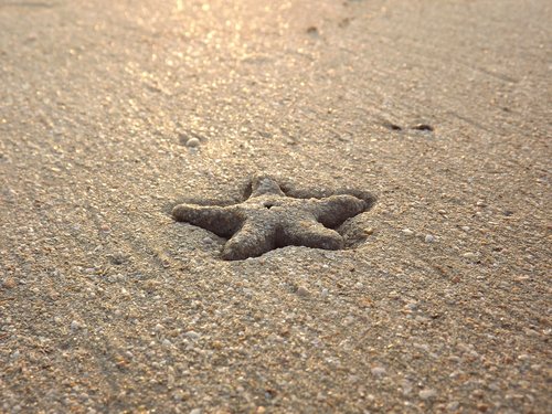 starfish  beach  sea