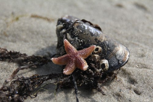 starfish  shell  tang