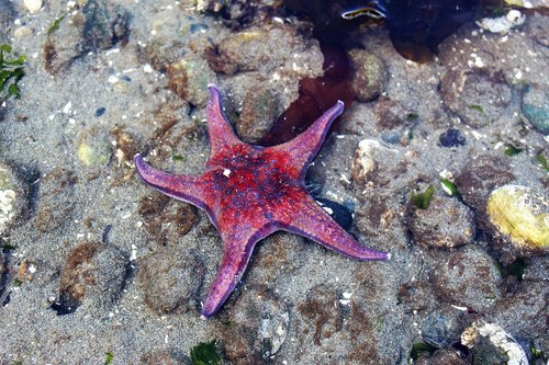 starfish  red  sea