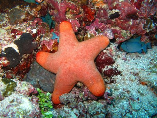 starfish corals maldives
