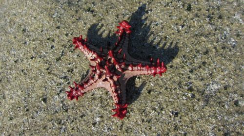 starfish mar nature