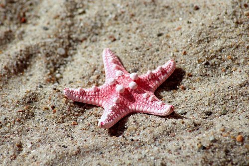 starfish  seashell  sand