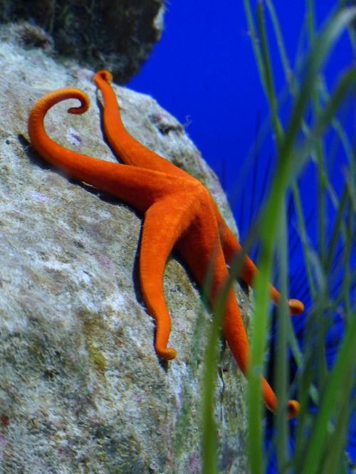 starfish red aquarium