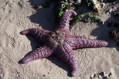 starfish ocean sea