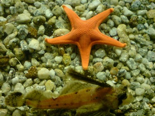 starfish sea aquarium