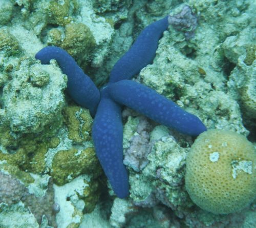 starfish blue tropical