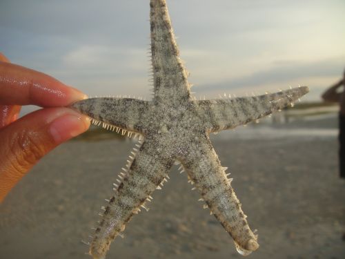 starfish beach tropical