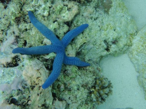 starfish coral blue