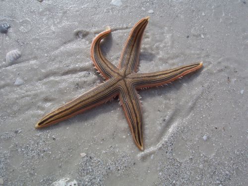 starfish beach sand