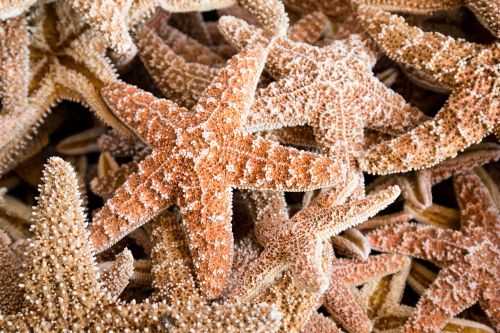 starfish sea holiday