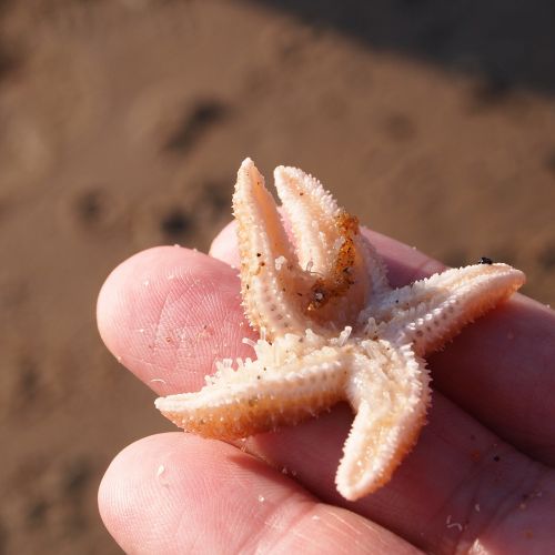 starfish hand fingers