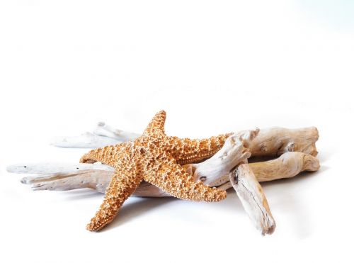 starfish driftwood decorative