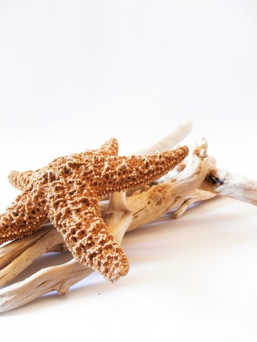 starfish dried driftwood
