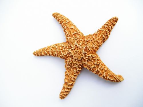 starfish dried decorative