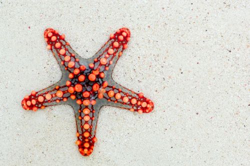 starfish sea africa