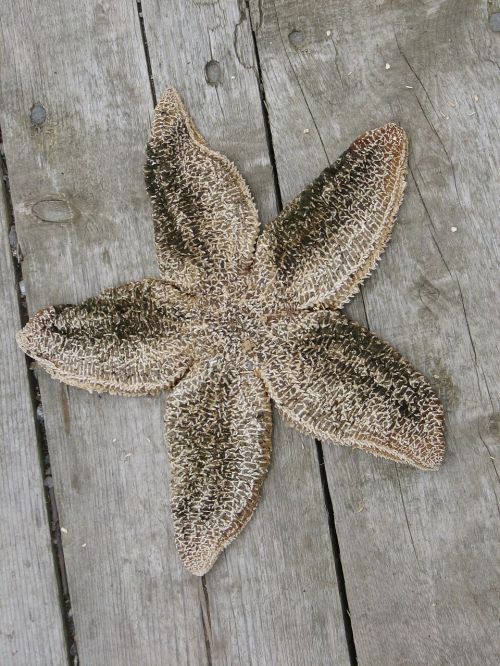 starfish fish star