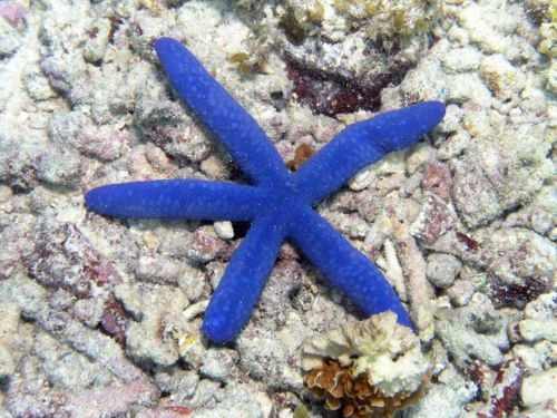 starfish ocean floor