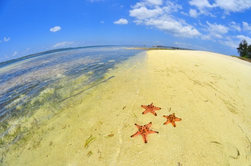 starfish beach blue