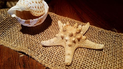 Starfish And Shell