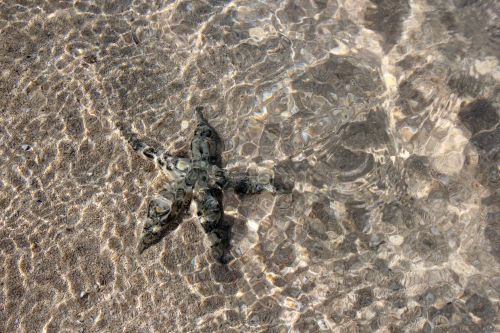 Starfish In The Beach