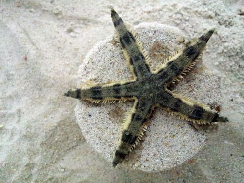 Starfish On The Beach