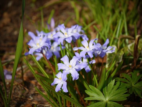 starflower blue spring