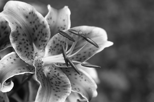 stargazer  lily  black