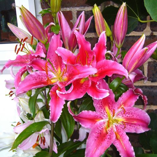 stargazer lily pink lilles oriental lilies