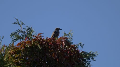 starling bird autumn