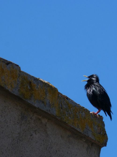 starling bird singing black bird