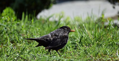 starling worm grass