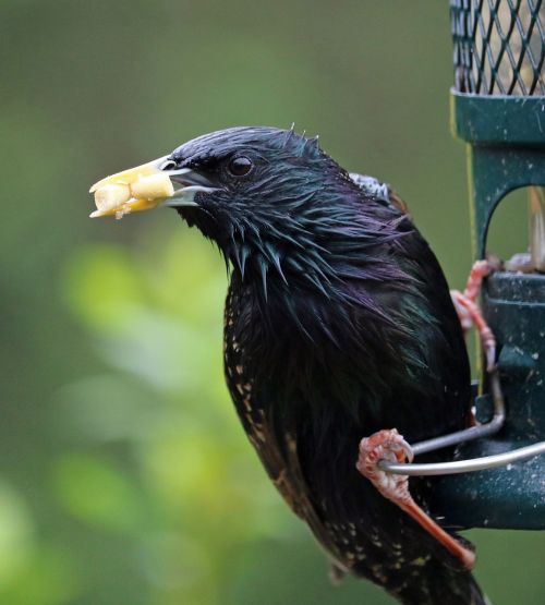 starling feeding bird
