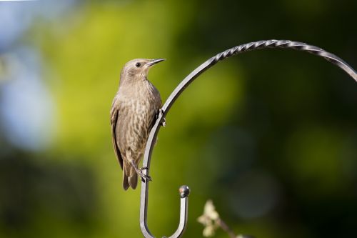 starling bird garden