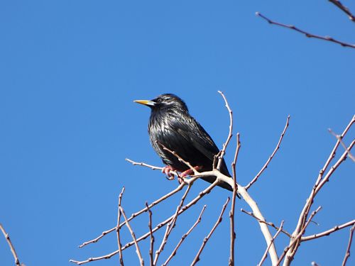 starling branches bird