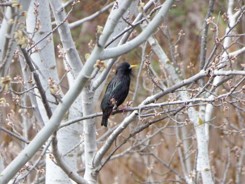 starling bird black bird