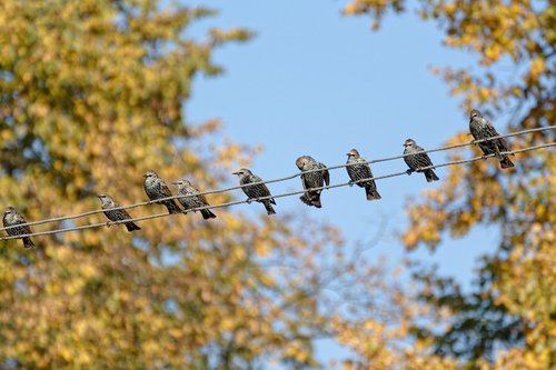 starling  starlings  birds