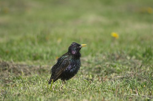 starling  bird  nature