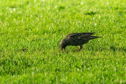 starling  bird  black