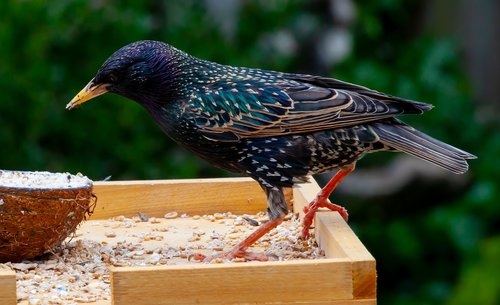starling  bird  scavenger
