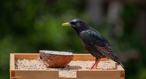 starling  bird  scavenger