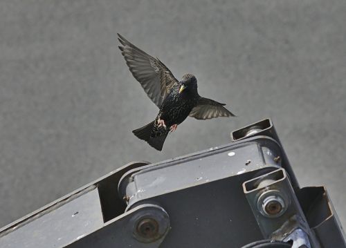 starling bird common