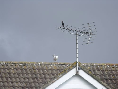 Starling And Sea Gull