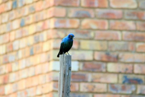 Starling Perched On Pole