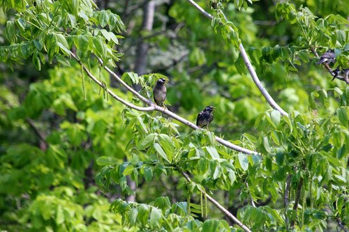 starlings  birds  sturnus vulgaris