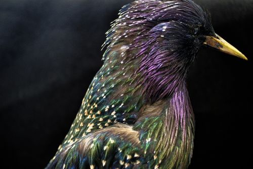 starlings starling european