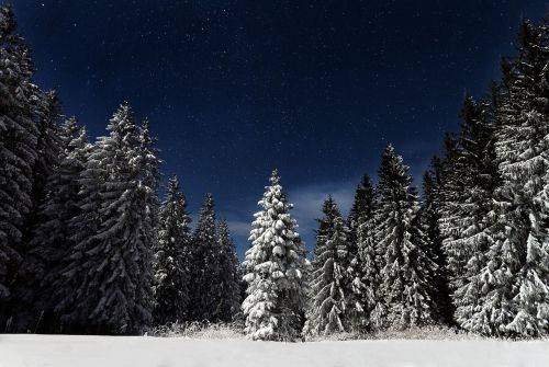 starry night pine trees snow