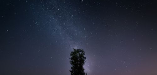 starry sky the milky way tree