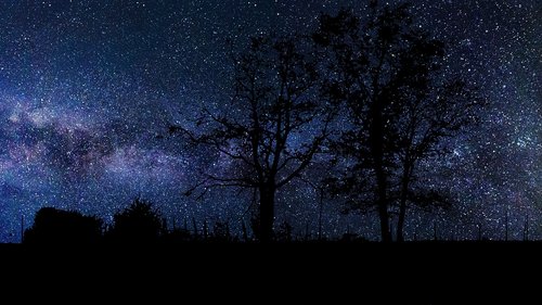 starry sky  nature  trees