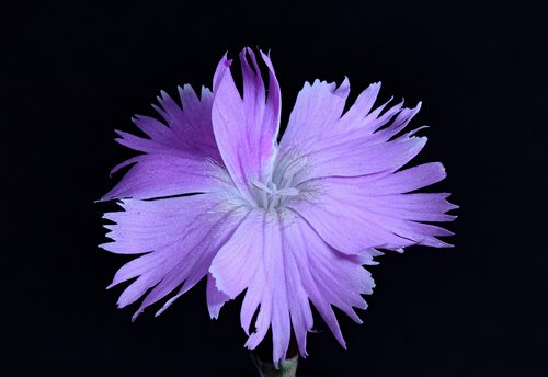 started-carnation  purple flower  macro
