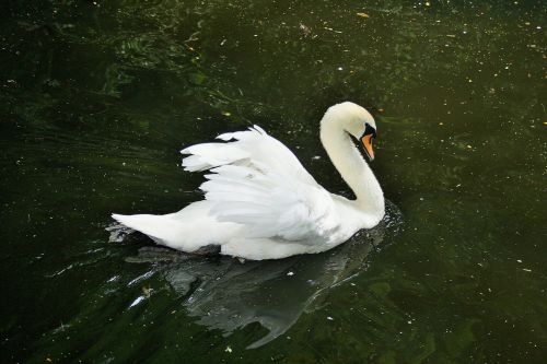Stately White Swan On Water